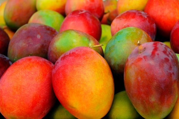 mango-kent mango-kent